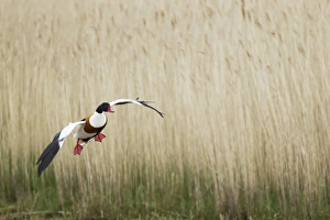 Common Shelduck (Tadorna tadorna) adult male, in flight over reedbed, Guernsey, Channel Islands, May