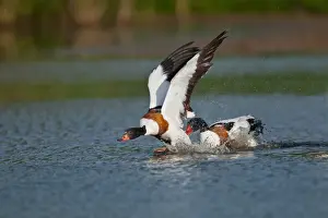 Common Shelduck (Tadorna tadorna) adult male attacking immature, in territorial dispute on water, Norfolk, England, may