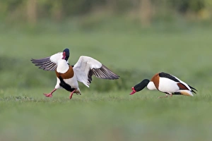 Common Shelduck (Tadorna tadorna) two adult males, chasing rival on grass field, Suffolk, England, April