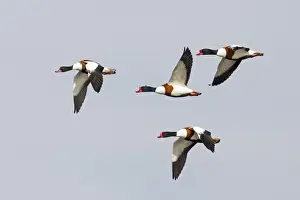 Common Shelduck (Tadorna tadorna) three adult males and one adult female, in flight, Slimbridge, Gloucestershire