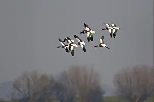 Common Shelduck (Tadorna tadorna) adult males and female, flock, in flight, Slimbridge, Gloucestershire, England, march