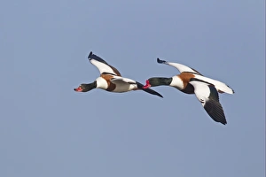 Common Shelduck (Tadorna tadorna) adult pair, in flight, Slimbridge, Gloucestershire, England, february