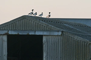 Roofs Prints: Common Shelduck (Tadorna tadorna) four adults
