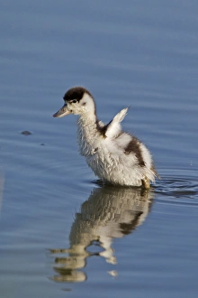 Flapping Prints: Common Shelduck (Tadorna tadorna) duckling
