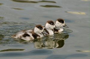 Duckling Prints: Common Shelduck (Tadorna tadorna) three ducklings