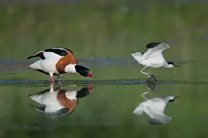 Dispute Prints: Common Shelduck (Tadorna tadorna) and Eurasian Avocet (Recurvirostra avocetta) adults