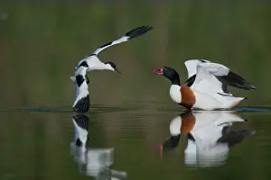 Common Shelduck (Tadorna tadorna) and Eurasian Avocet (Recurvirostra avocetta) adults, in territorial dispute on water, Norfolk, England, may