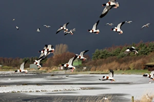 Meres Prints: Common Shelduck (Tadorna tadorna) flock