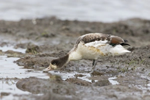 Drinking Prints: Common Shelduck (Tadorna tadorna) juvenile