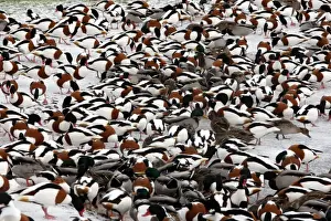 Common Shelduck (Tadorna tadorna) and Mallard Duck (Anas platyrhynchos) mixed flock, feeding on ice at edge of lake, Martin Mere, Lancashire, England, december