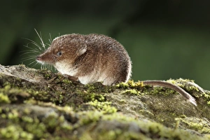 Insectivore Prints: Common Shrew (Sorex araneus) adult, sitting on log, Midlands, England, august