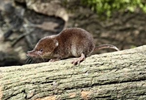 Common Shrew (Sorex araneus) adult, standing on log, Midlands, England, august