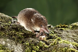 Common Shrew (Sorex araneus) adult, feeding on earthworm, Midlands, England, august