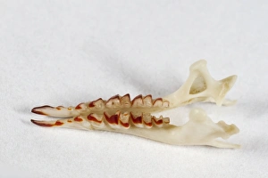 Teeth Prints: Common Shrew (Sorex araneus) jaw