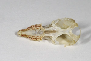 Common Shrew (Sorex araneus) skull