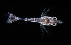 Shrimps Prints: Common Shrimp (Crangon vulgaris) 1st larva / x 9