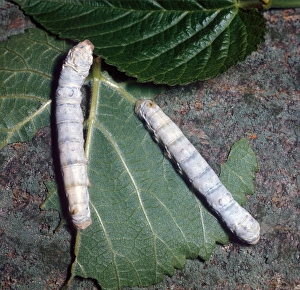 Common Silk Moth (Bombyx mori) Larva