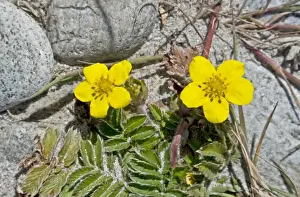 Pebbles Prints: Common Silverweed (Potentilla anserina) close-up of flowers
