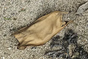 Critically Endangered Prints: Common Skate (Dipturus batis) Mermaids Purse eggcase (collection image)