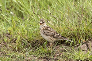 Arvensis Prints: Common Skylark Calling, Deepdale Marsh, Norfolk