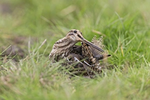 Common Snipe (Gallinago gallinago) adult, preening, standing on grass, Suffolk, England, September