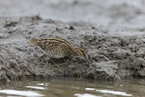 Common Snipe (Gallinago gallinago) adult, feeding on mud at edge of water, Suffolk, England, September
