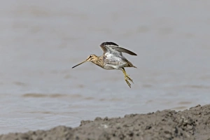 Common Snipe (Gallinago gallinago) adult, in flight over mud at edge of water, Suffolk, England, September