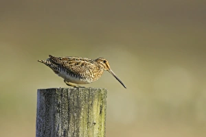 Common Snipe (Gallinago gallinago) adult, crouching on fencepost, Unst, Shetland Islands, Scotland