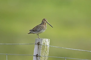 Common Snipe (Gallinago gallinago) adult, standing on fencepost, Mainland, Shetland Islands, Scotland