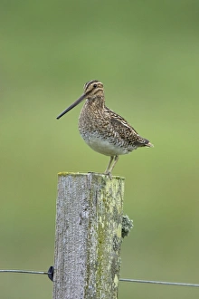 Common Snipe (Gallinago gallinago) adult, standing on lichen covered fencepost, Mainland, Orkney, Scotland, june