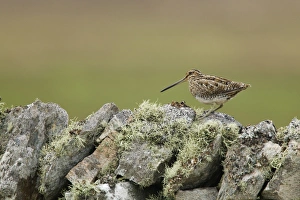Common Snipe (Gallinago gallinago) adult, standing on lichen covered drystone wall, Shetland Islands, Scotland, June