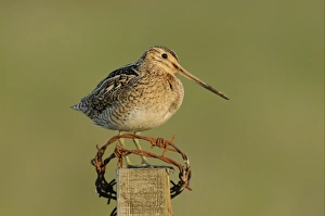 Common Snipe (Gallinago gallinago) adult, standing on fencepost with rusty barbed wire, Iceland, June