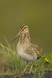 Common Snipe (Gallinago gallinago) adult, standing on moorland, Iceland, June