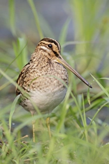 Common Snipe (Gallinago gallinago) adult, standing at edge of water, Hong Kong, China, October