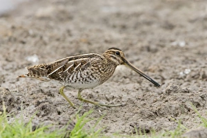 Common Snipe (Gallinago gallinago) adult, feeding, standing on mud, Suffolk, England, August