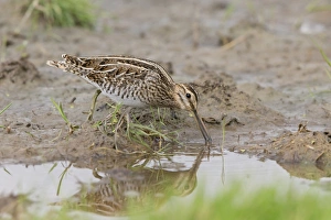 Common Snipe (Gallinago gallinago) adult, feeding in shallow water, standing on mud, Suffolk, England, August