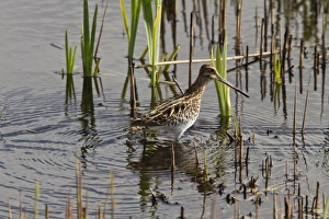 Snipes Prints: Common Snipe in marshland habitat at RSPB Minsmere, Suffolk