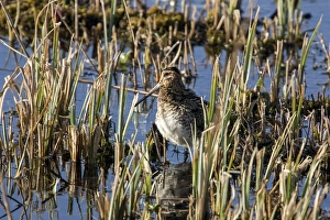 Wader Prints: Common Snipe, winter in cut reed, Minsmere Suffolk