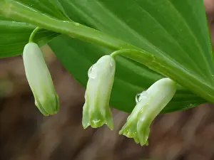 Common Solomons Seal (Polygonatum multiflorum) close-up of flowers with raindrops, Dolomites, Italian Alps, Italy, June
