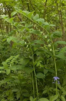Common Solomons Seal (Polygonatum multiflorum) flowering, growing in woodland, Garston Wood RSPB Nature Reserve
