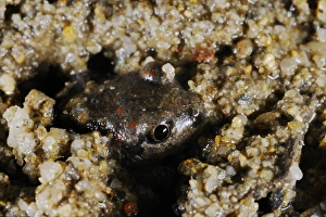 Emerge Prints: Common Spadefoot (Pelobates fuscus) adult, emerging from sandy soil, Italy, july