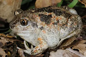 Common Spadefoot (Pelobates fuscus insubricus) adult, sitting on leaf litter, Italy, april