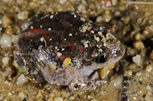 Emerge Prints: Common Spadefoot (Pelobates fuscus) juvenile, emerging from sandy soil, Italy, july