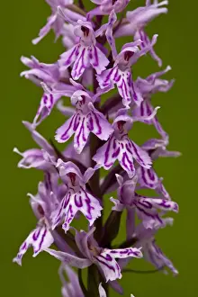 Slovenia Prints: Common Spotted Orchid (Dactylorhiza fuchsii) close-up of flowers, Slovenia, june