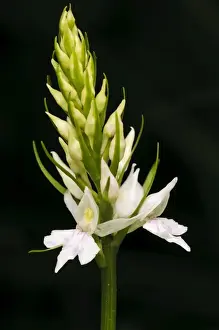 Common Spotted Orchid (Dactylorhiza fuchsii) close-up of flowerspike, Denge Wood, North Downs, Kent, England, June