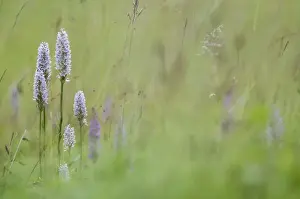 Common Spotted Orchid (Dactylorhiza fuchsii) flowerspikes, group growing on chalk grassland, Kent, England, July