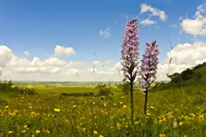 Common Spotted Orchid (Dactylorhiza fuchsii) two flowerspikes, growing in meadow on hill, Ivinghoe Beacon