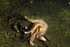 Common Starfish (Asterias rubens) adult, feeding on dead crab in sea loch, Loch Fyne, Argyll and Bute, Scotland, June