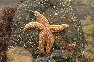 Common Starfish (Asterias rubens) adult, under rock on beach at low tide, Mounts Bay, Marazion, Cornwall, England