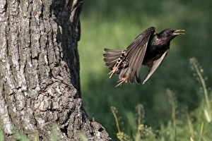 Common Starling (Sturnus vulgaris) adult, spring plumage, in flight, leaving nest in tree trunk, Bulgaria, may